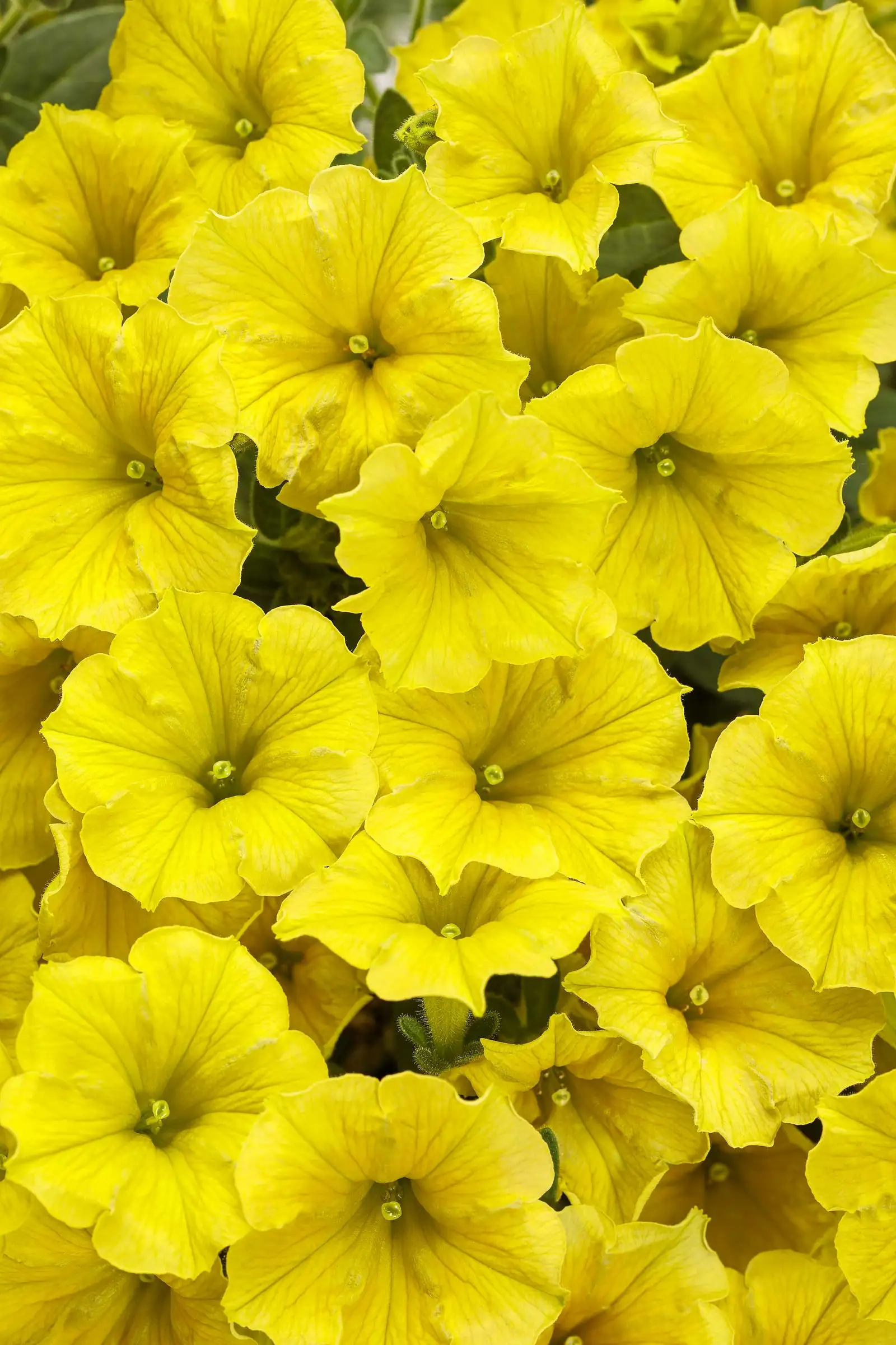 Yellow Petunia Seeds for Planting - Add Bright, Cheerful Blooms to Your Garden - Image 4