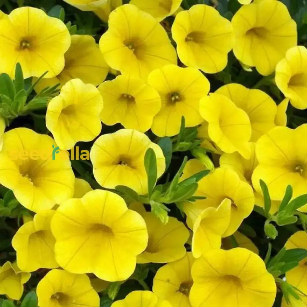 Yellow Petunia Seeds for Planting - Add Bright, Cheerful Blooms to Your Garden - Image 5