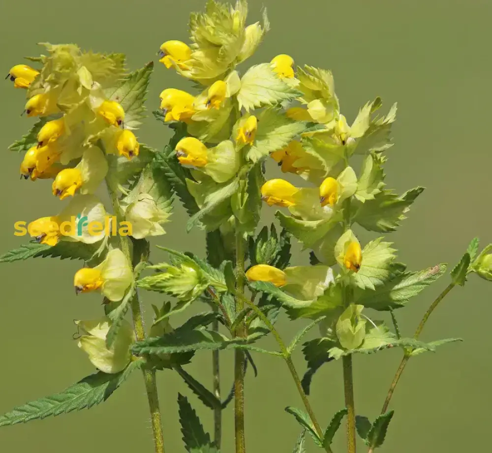 Yellow Rattle Flower Seeds for Planting - Grow Vibrant, Unique Blooms in Your Garden