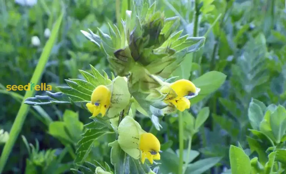 Yellow Rattle Flower Seeds for Planting - Grow Vibrant, Unique Blooms in Your Garden - Image 3