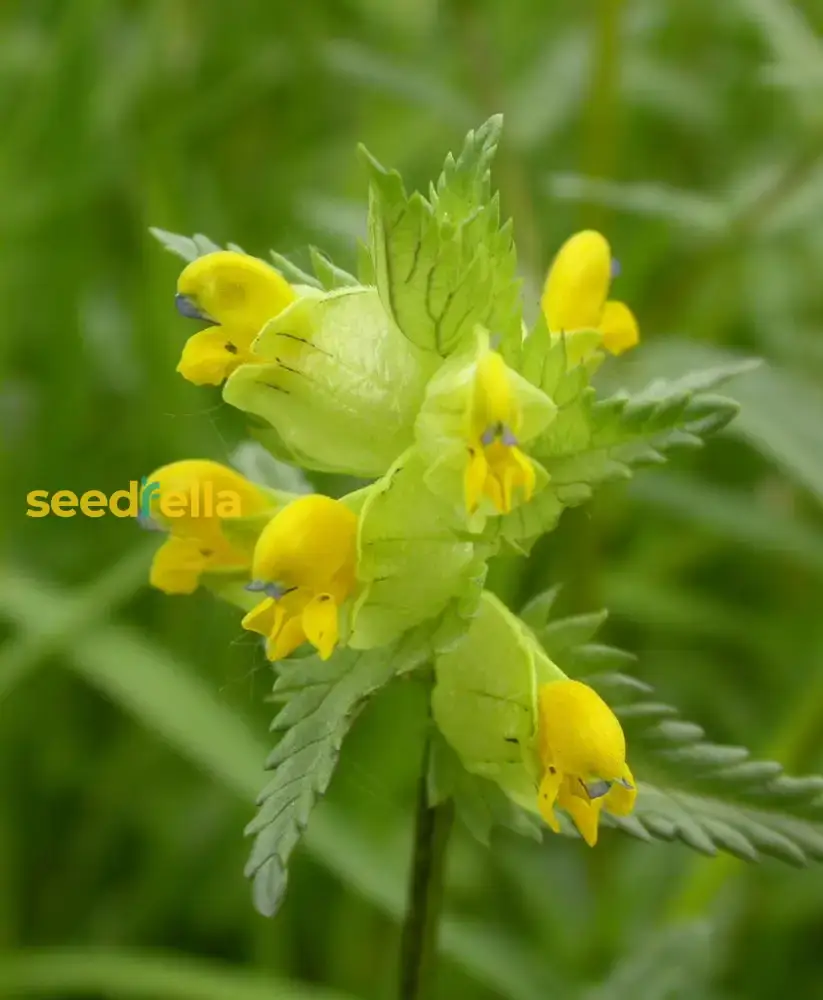 Yellow Rattle Flower Seeds for Planting - Grow Vibrant, Unique Blooms in Your Garden - Image 4