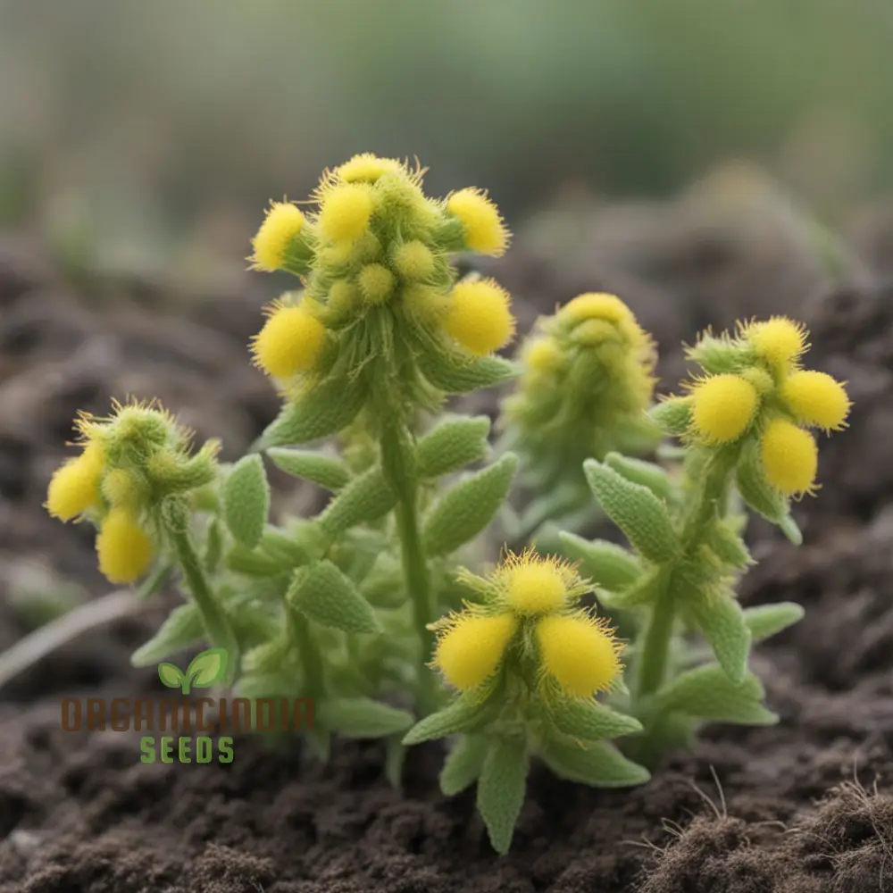 Yellow Rattle Seeds, Rhinanthus Minor Native Flower Spring Flower Seeds - Image 3
