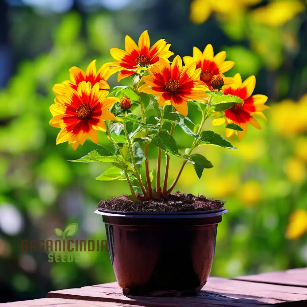 Golden Flame Aristate Flower Seeds - Fiery Yellow and Red Blossoms for Radiant Gardens