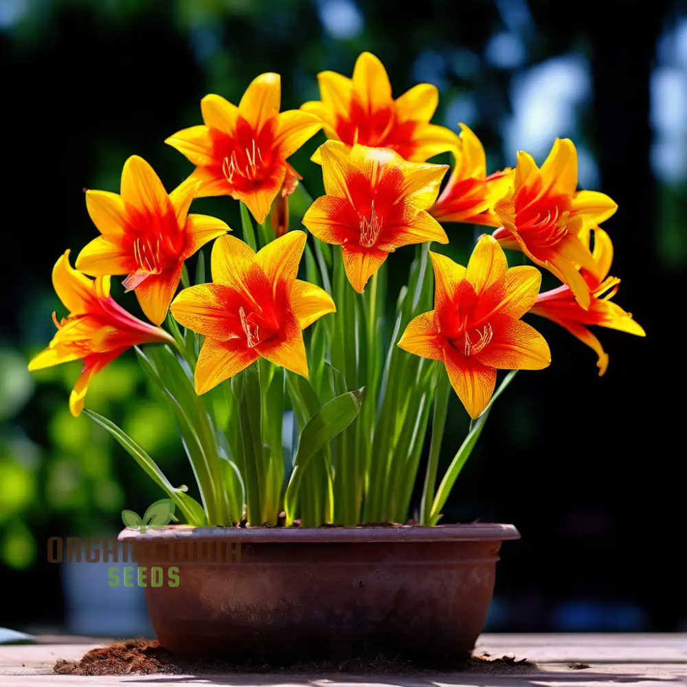 Golden Flame Aristate Flower Seeds - Fiery Yellow and Red Blossoms for Radiant Gardens - Image 3