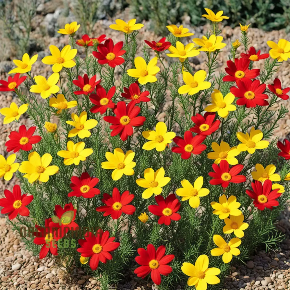 Yellow red Arizona Flower Seeds, Arizona Wildflower Mix Yellow Red