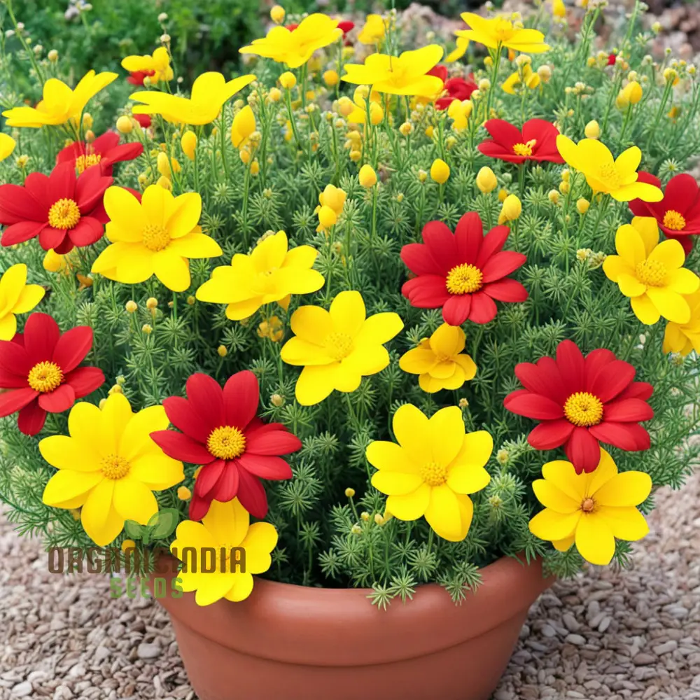 Yellow red Arizona Flower Seeds, Arizona Wildflower Mix Yellow Red - Image 4