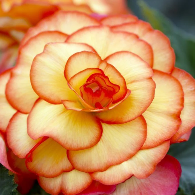 Yellow & Red Begonia Flower Seeds , Striking Bi-Color Blooms, Non-GMO