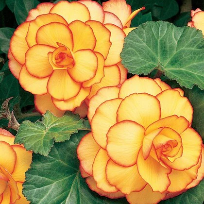 Yellow & Red Begonia Flower Seeds , Striking Bi-Color Blooms, Non-GMO - Image 2