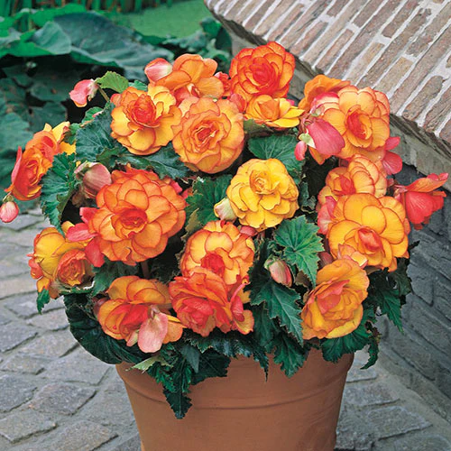 Yellow & Red Begonia Flower Seeds , Striking Bi-Color Blooms, Non-GMO - Image 3