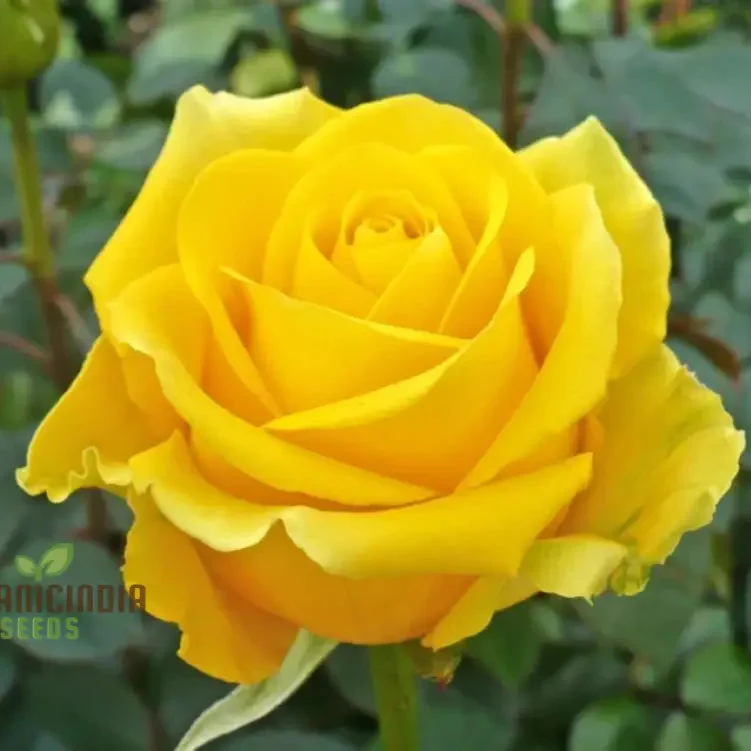 Yellow Rose Flower Seeds for Planting, High-Quality Seeds for Vibrant Yellow Blooms