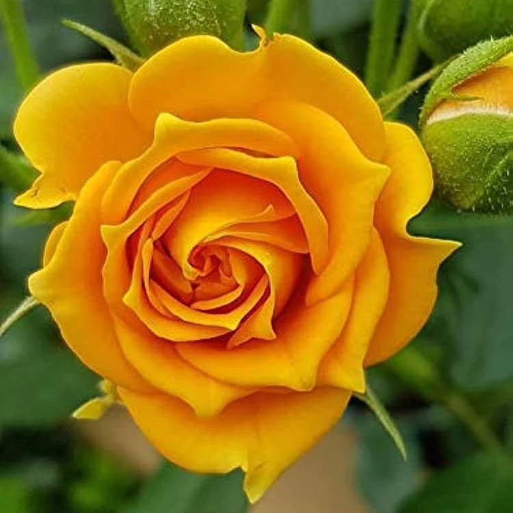 Yellow Rose Flower Seeds for Planting, High-Quality Seeds for Vibrant Yellow Blooms - Image 3