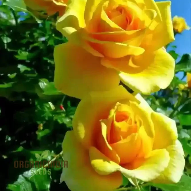 Yellow Rose Flower Seeds for Planting, High-Quality Seeds for Vibrant Yellow Blooms - Image 4