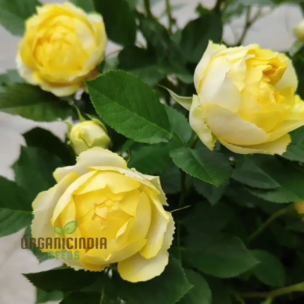 Yellow Rose Flower Seeds for Planting, High-Quality Seeds for Vibrant Yellow Blooms - Image 5