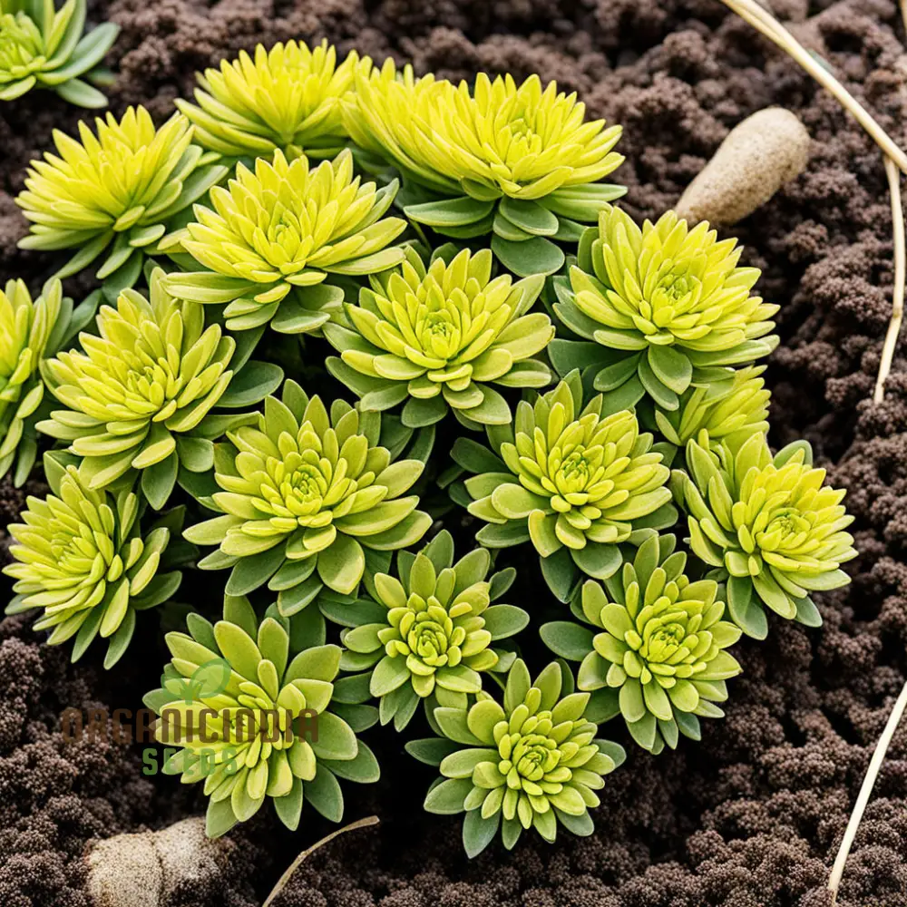 Yellow Sedum Kamtschaticum Flower Seeds - Sunshine Blooms for Hardy Garden Groundcovers
