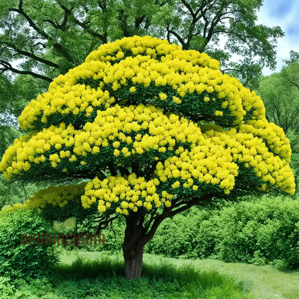 Yellow Sedum Kamtschaticum Flower Seeds - Sunshine Blooms for Hardy Garden Groundcovers - Image 3