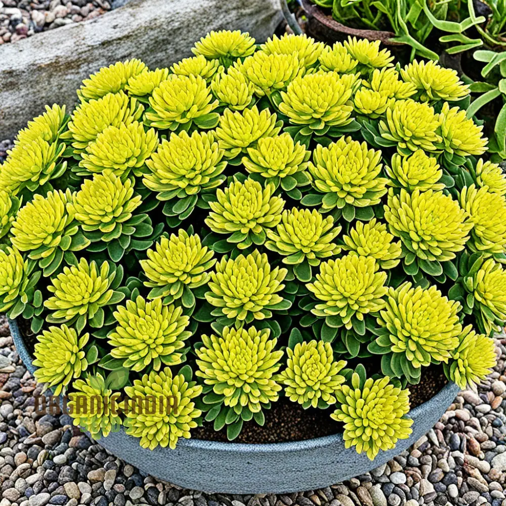 Yellow Sedum Kamtschaticum Flower Seeds - Sunshine Blooms for Hardy Garden Groundcovers - Image 4
