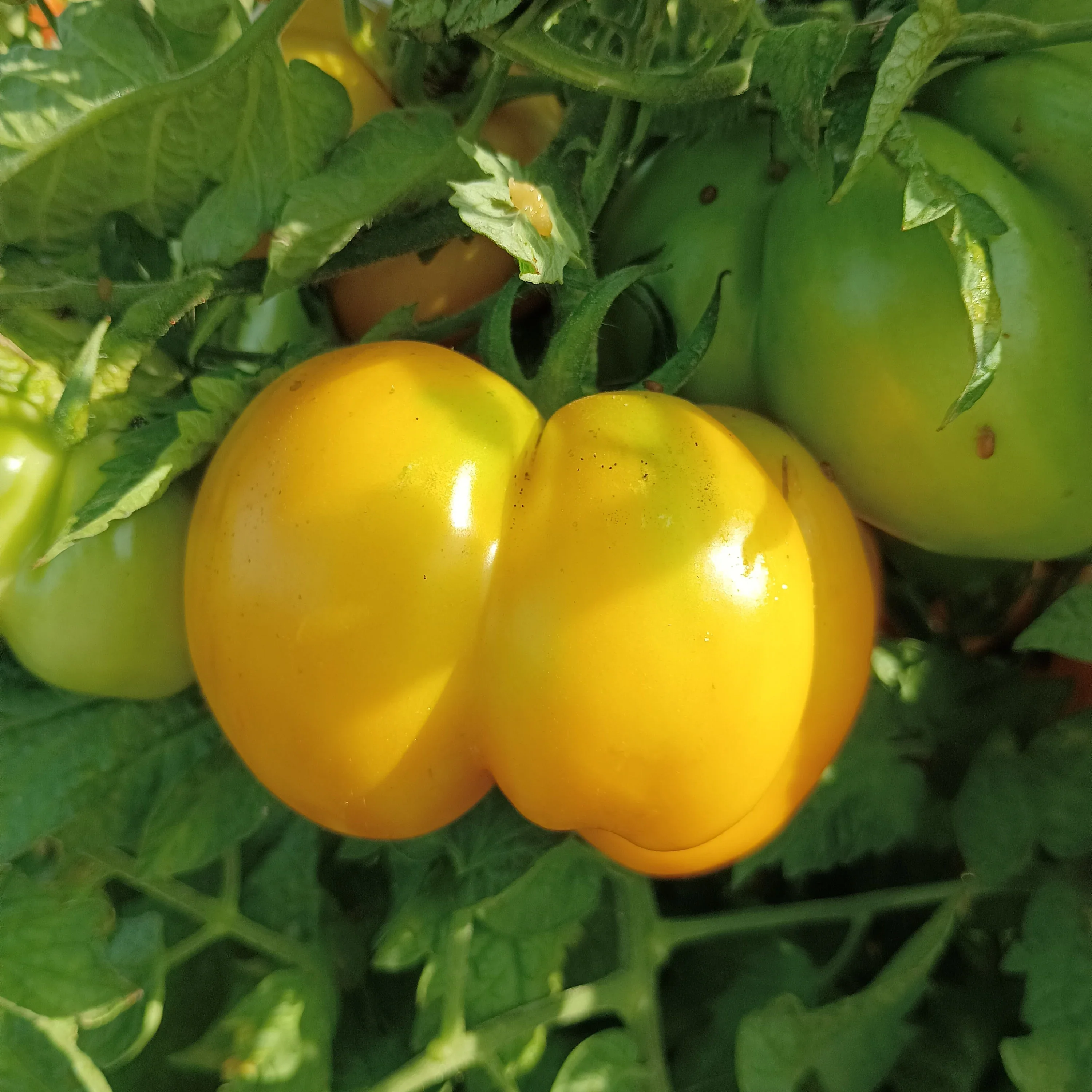 Yellow Stuffer Tomato Seeds – Unique Hollow Heirloom Variety for Stuffing - Image 2