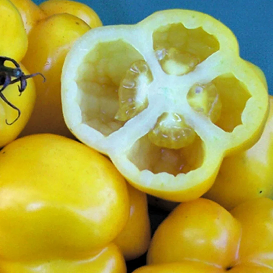 Yellow Stuffer Tomato Seeds – Unique Hollow Heirloom Variety for Stuffing - Image 4