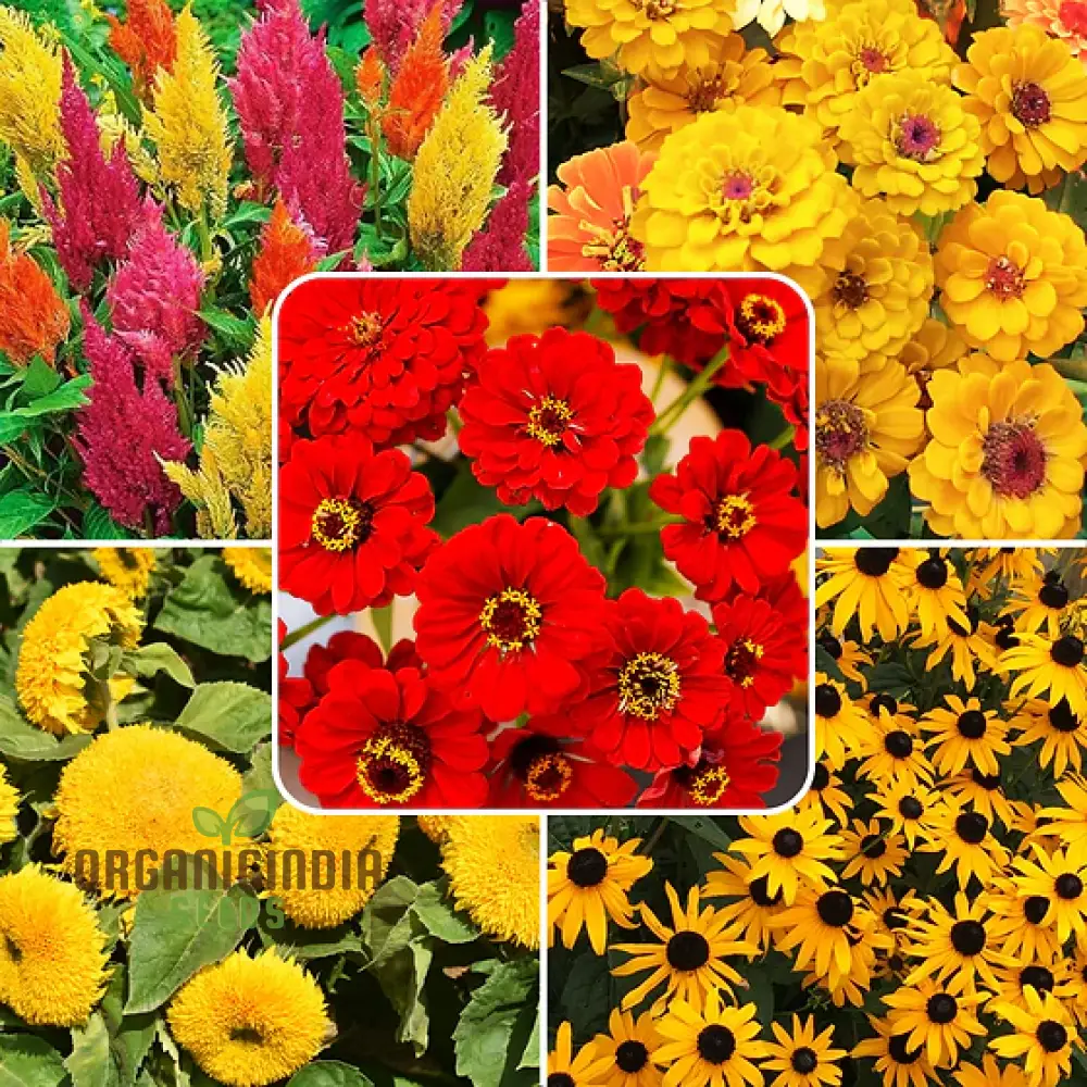 Yellow Summer Flower Mix Seeds for Planting and Gardening | Vibrant Blooms for Your Garden