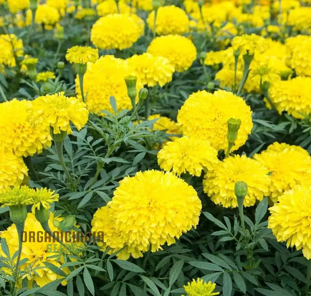 Yellow Summer Flower Mix Seeds for Planting and Gardening | Vibrant Blooms for Your Garden - Image 3