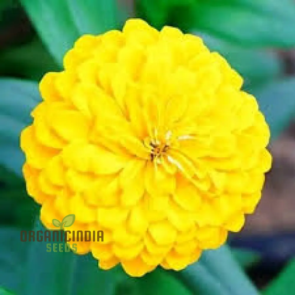 Yellow Summer Flower Mix Seeds for Planting and Gardening | Vibrant Blooms for Your Garden - Image 4