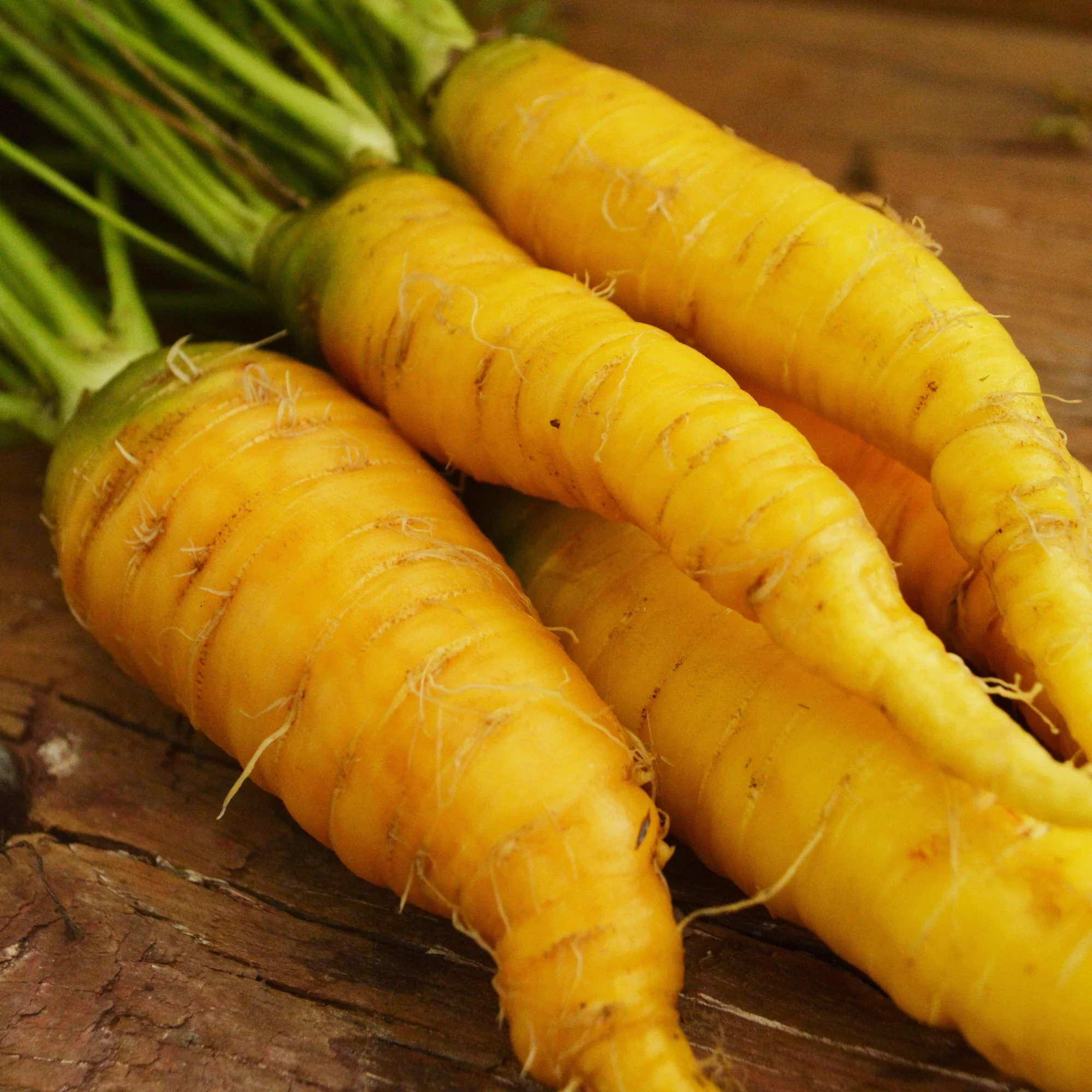 Yellow Sun Carrot Seeds – Heirloom, Sweet & Nutritious - Image 2