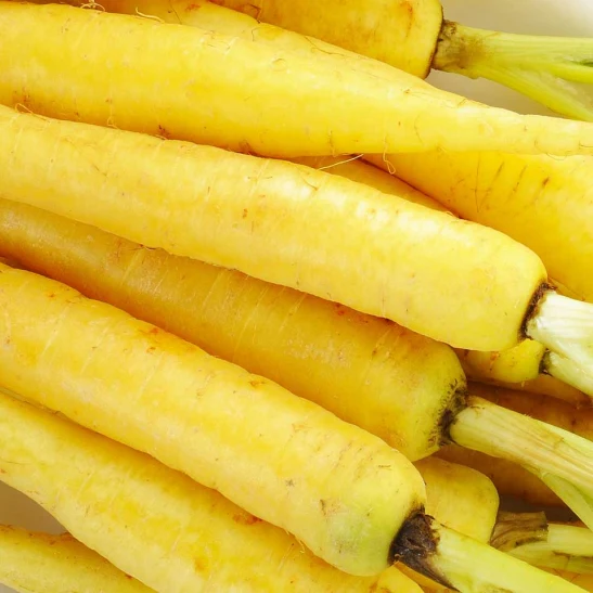 Yellow Sun Carrot Seeds – Heirloom, Sweet & Nutritious - Image 3