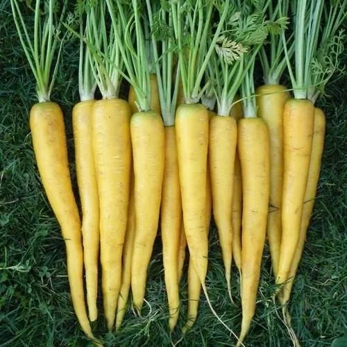 Yellow Sun Carrot Seeds – Heirloom, Sweet & Nutritious - Image 4