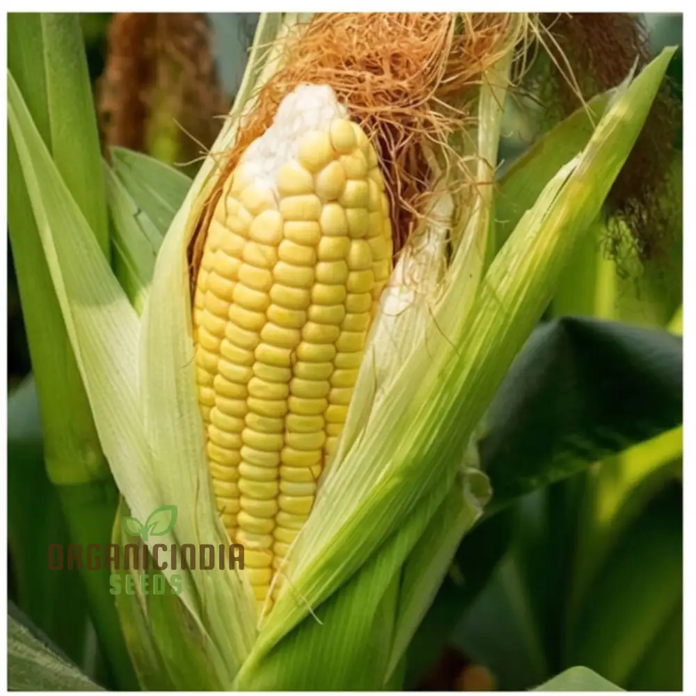 Yellow Sweet Corn Seeds, Golden Harvest Premium Yellow Sweet Corn Seeds for Vibrant and Delicious Corn - Image 3