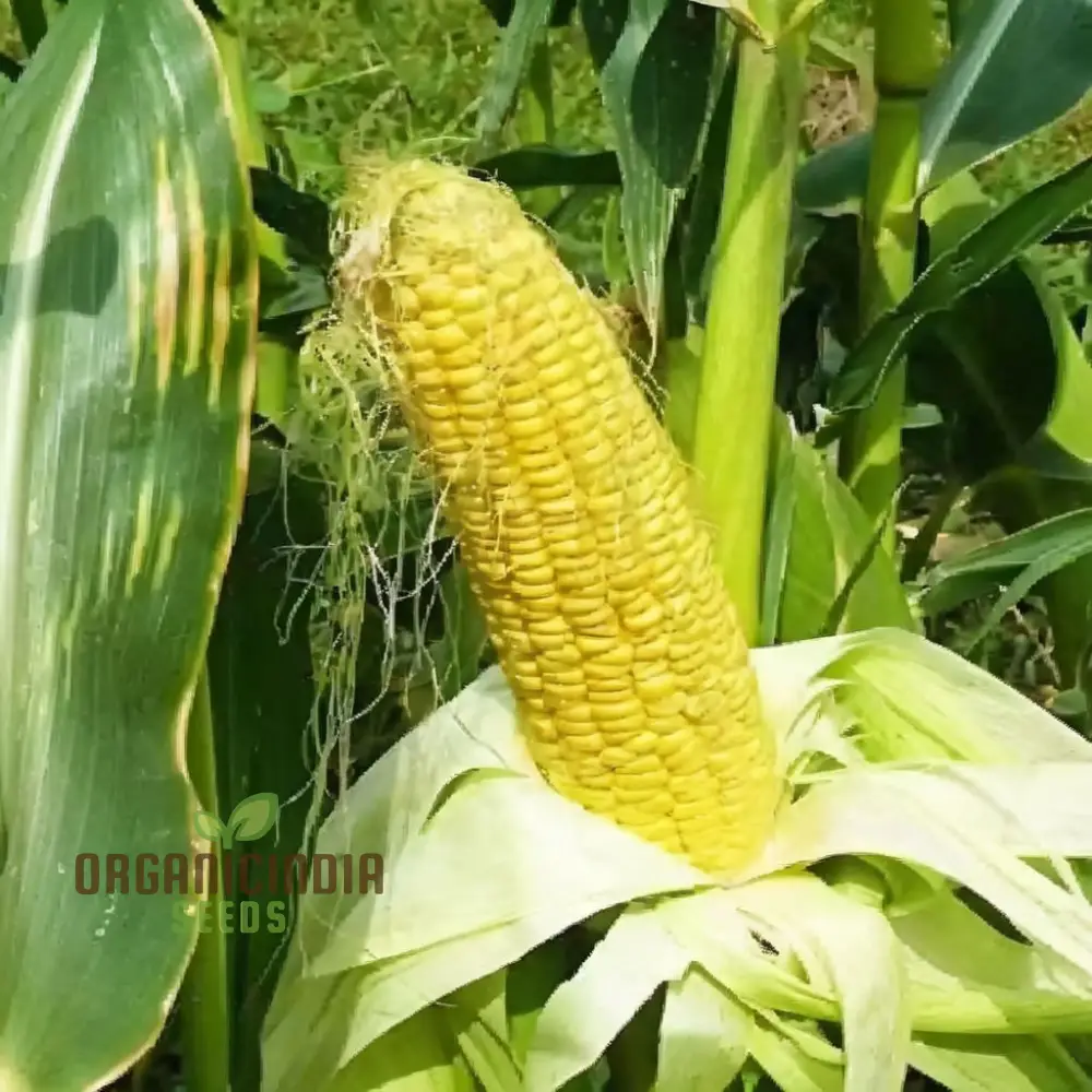Yellow Sweet Corn Seeds, Golden Harvest Premium Yellow Sweet Corn Seeds for Vibrant and Delicious Corn - Image 4