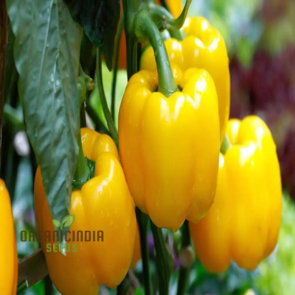 Yellow Sweet Pepper Vegetable Seeds, Bright and Crunchy Peppers for Fresh Garden Flavor