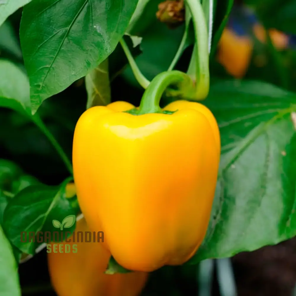 Yellow Sweet Pepper Vegetable Seeds, Bright and Crunchy Peppers for Fresh Garden Flavor - Image 3