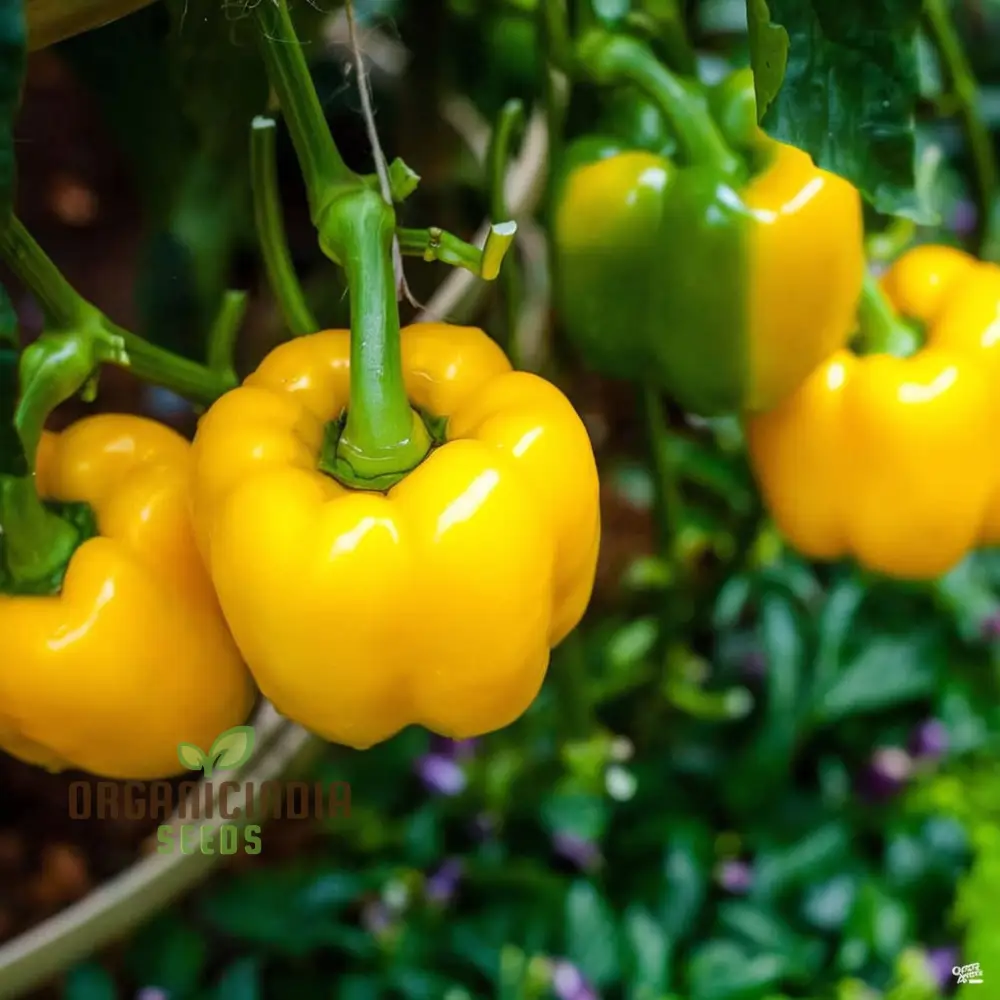 Yellow Sweet Pepper Vegetable Seeds, Bright and Crunchy Peppers for Fresh Garden Flavor - Image 4