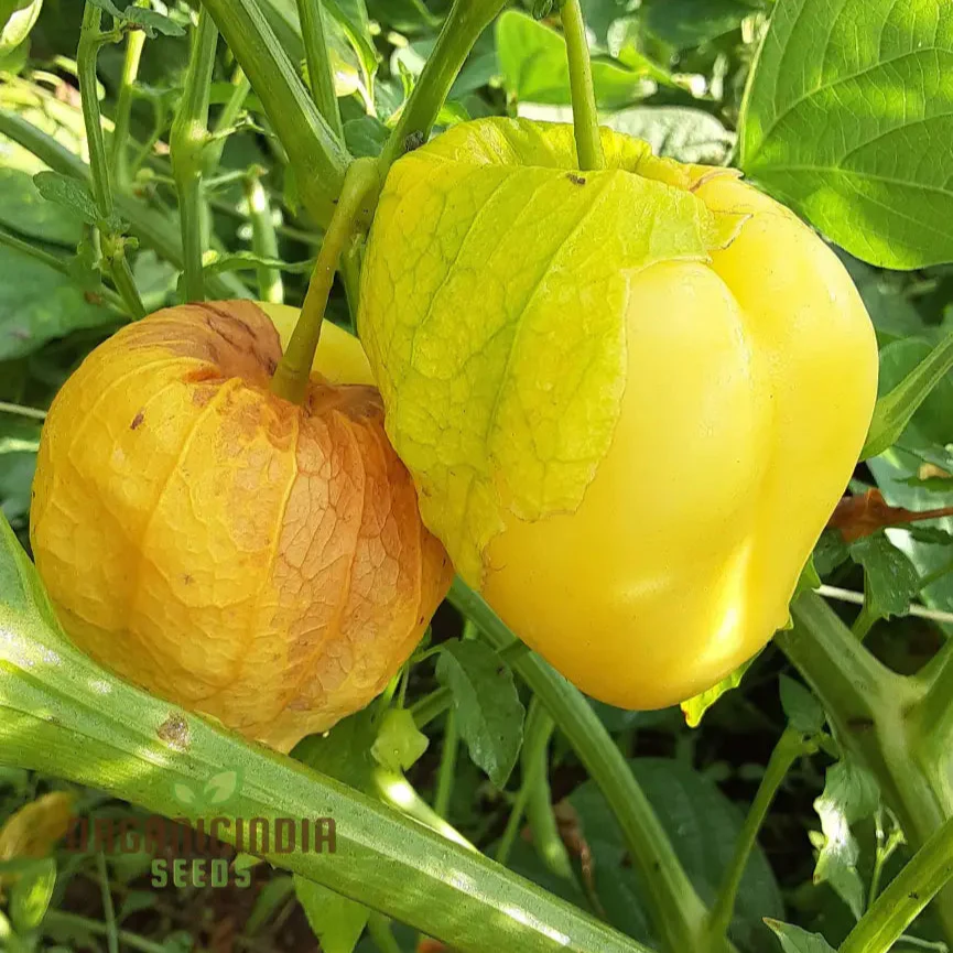 Yellow Tomatillo Vegetable Seeds, Cultivating Tips for Successful Planting and Gardening - Image 3