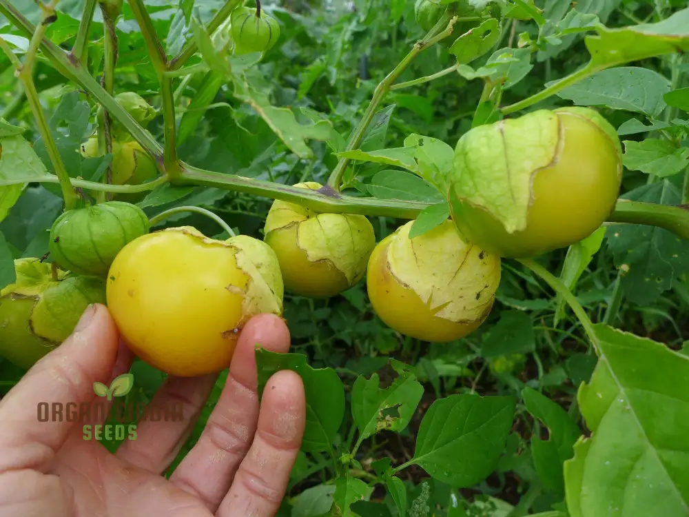 Yellow Tomatillo Vegetable Seeds, Cultivating Tips for Successful Planting and Gardening - Image 4