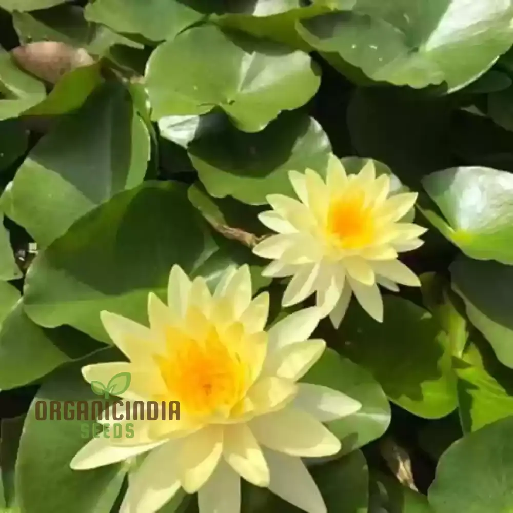 Yellow Water Lily flower Seeds for Planting, Perfect for Aquatic Gardening, High-Quality Flower Seeds for a Vibrant Water Garden