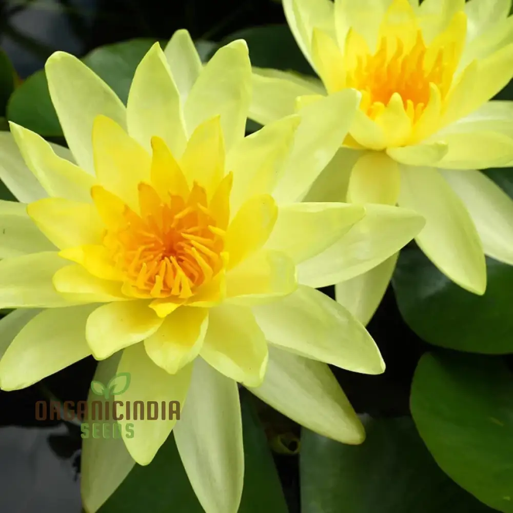 Yellow Water Lily flower Seeds for Planting, Perfect for Aquatic Gardening, High-Quality Flower Seeds for a Vibrant Water Garden - Image 3