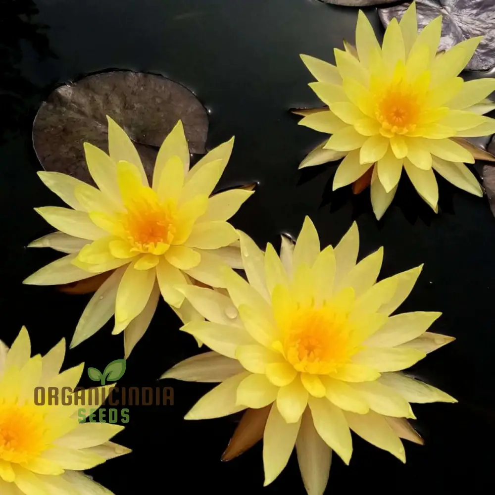 Yellow Water Lily flower Seeds for Planting, Perfect for Aquatic Gardening, High-Quality Flower Seeds for a Vibrant Water Garden - Image 4