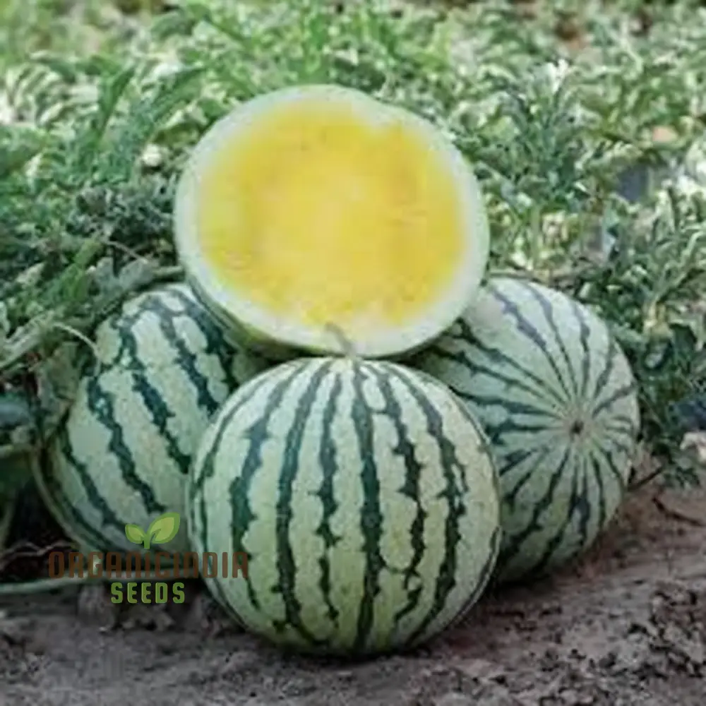 Yellow Watermelon Fruit Seeds for Expert Gardening - Image 3