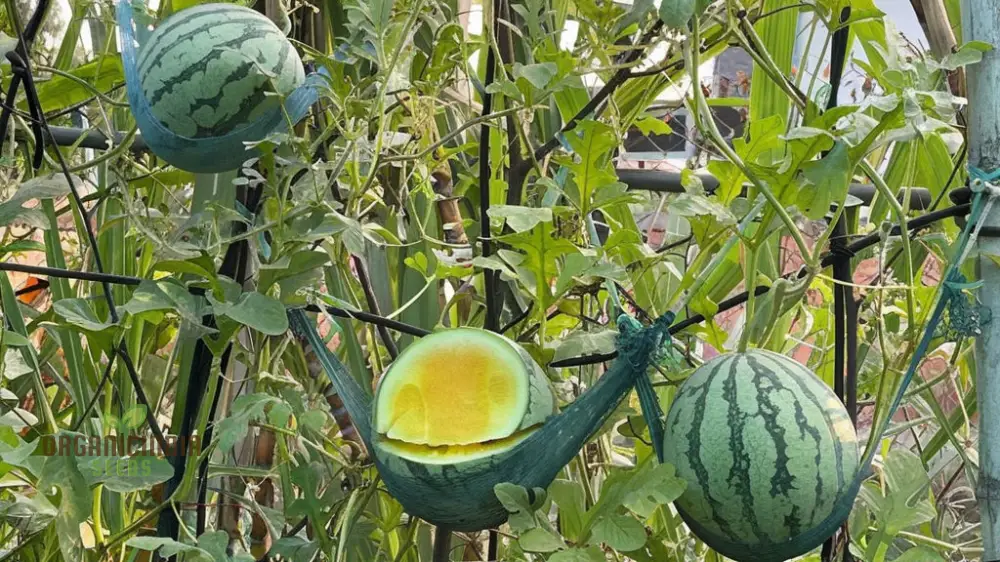 Yellow Watermelon Fruit Seeds for Expert Gardening - Image 4
