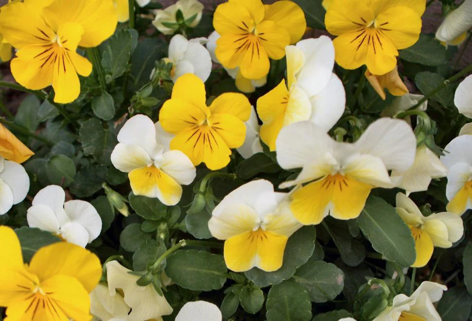 Yellow & White Pansy Flower Seeds ,Bright Bi-Color Blooms, Non-GMO - Image 2