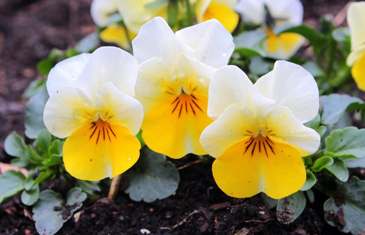 Yellow & White Pansy Flower Seeds ,Bright Bi-Color Blooms, Non-GMO - Image 3