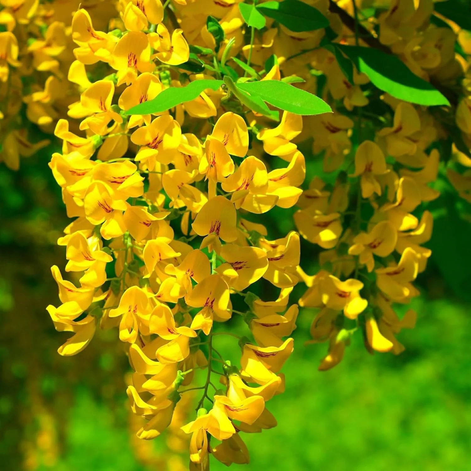 Yellow Wisteria Seeds  Wisteria Sinensis  Climbing Woody Vine  Fragrant Blooms  Ornamental Plant for Gardens and Landscapes  Outdoor