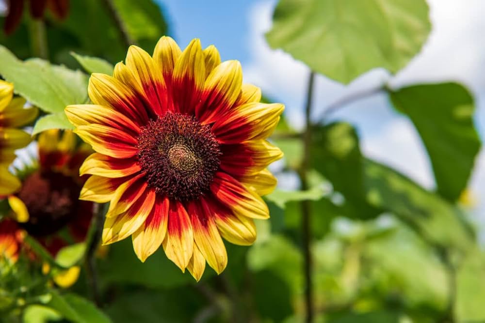 Yellow with Red Rings Sunflower Seeds – Striking Bicolor Blooms for Gardens - Image 2