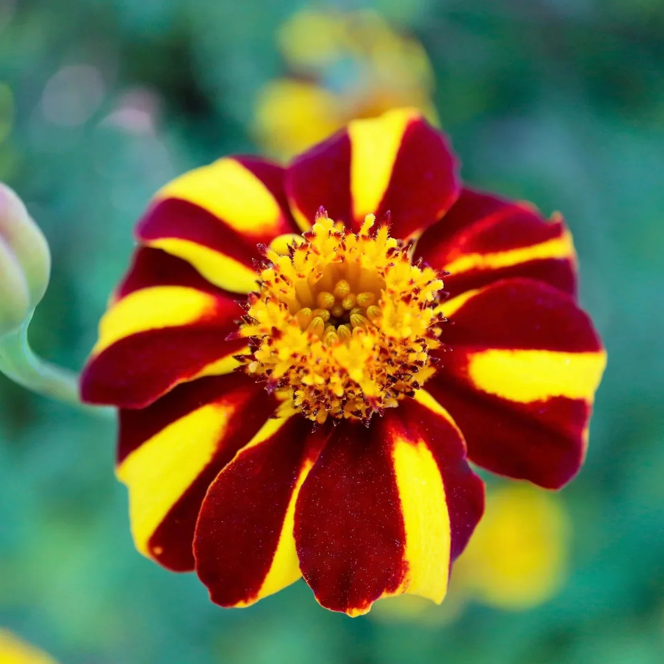 Yellow with Red Stripes Marigold Seeds – Unique Bicolor Blooms for Garden Planting