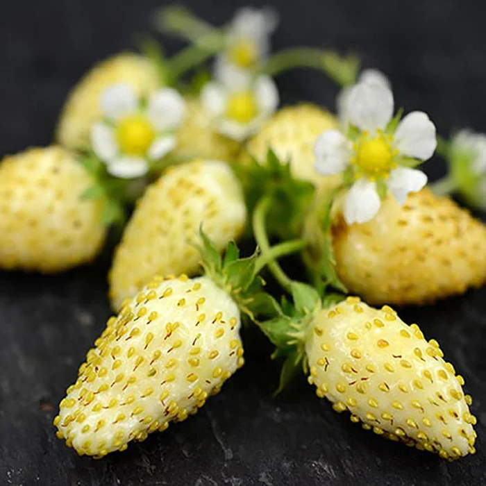 Yellow Wonder Alpine Strawberry (Fragaria vesca) – Seeds - Image 3