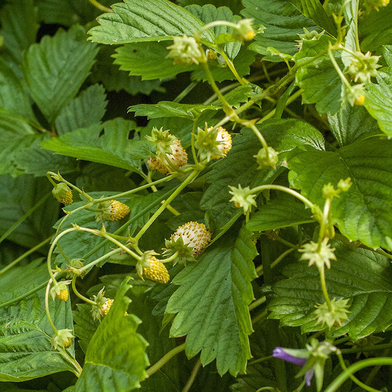 Yellow Wonder Alpine Strawberry (Fragaria vesca) – Seeds - Image 4