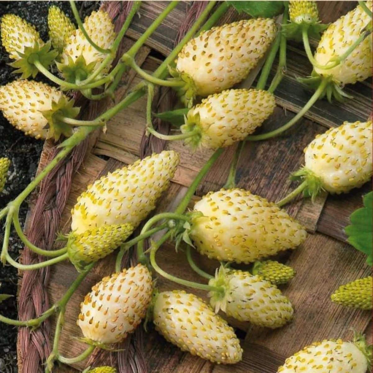 Yellow Wonder Strawberry Seeds