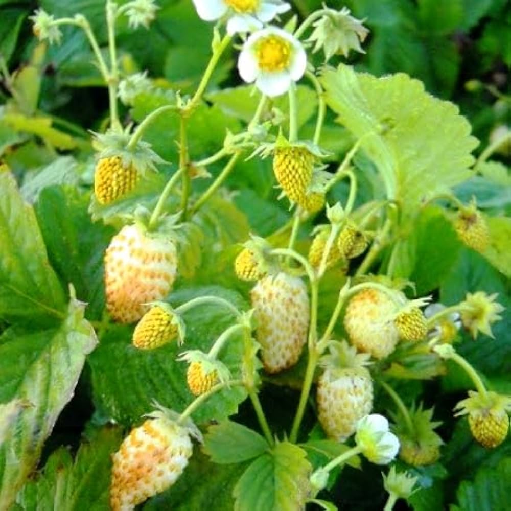 Yellow Wonder Strawberry Seeds - Image 3
