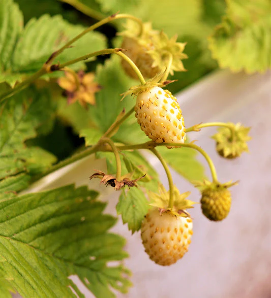 Yellow Wonder Strawberry Seeds - Image 4